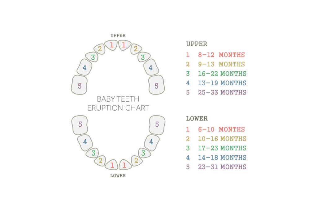 baby teeth chart